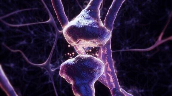 神经元突触大脑中的脉冲