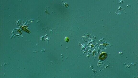 显微镜下的微生物