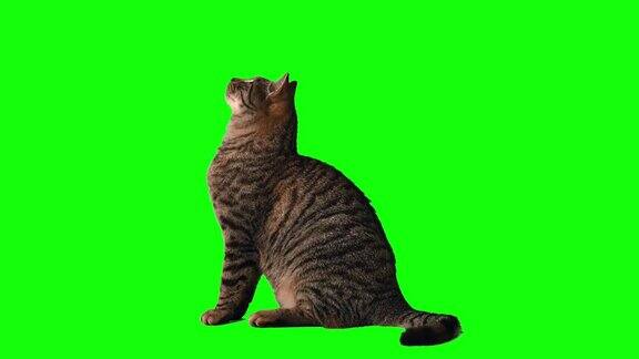 可爱的虎斑猫在绿色屏幕上