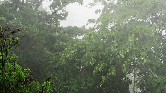 热带雨林的雨季里大雨滂沱