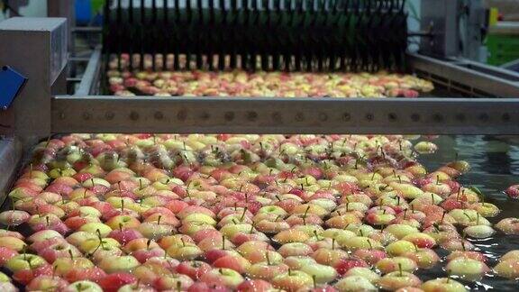 水果加工厂的鲜苹果在水箱输送机中清洗和运输