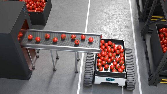 在番茄工厂工作的农业机器人智能农业耕作概念