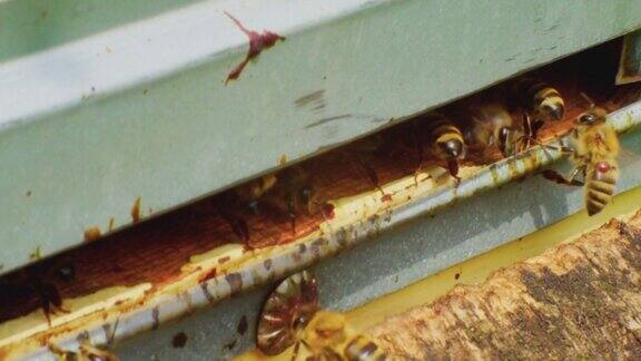 养蜂蜜蜂采完蜜后返回蜂房一群蜜蜂栖息在蜂房的入口处特写镜头