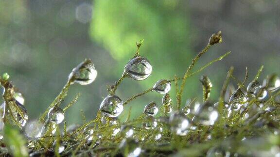 露珠苔藓