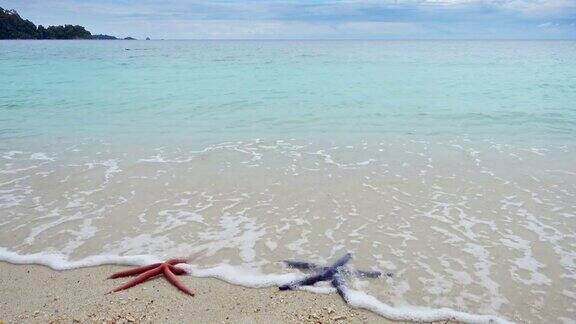 两只海星红的和蓝的躺在沙滩上