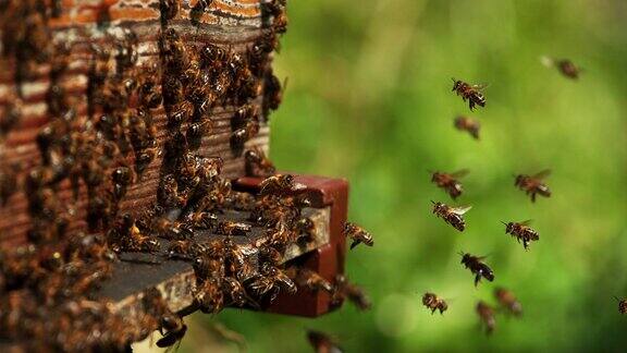 去蜂巢的蜜蜂飞行中的昆虫