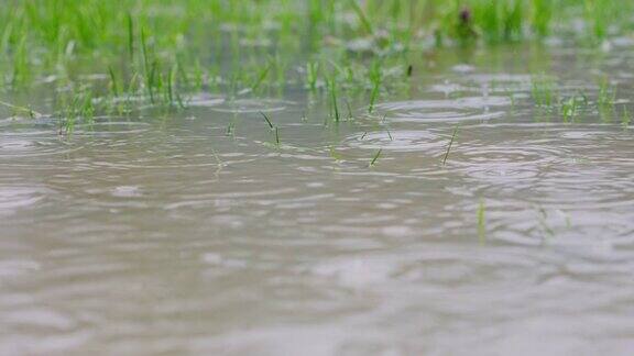 雨水淹没了草坪