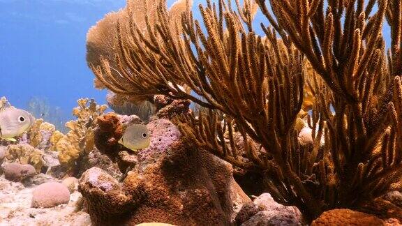 珊瑚礁海景在加勒比海库拉索附近的潜水地点湖都湖有海扇各种珊瑚和海绵