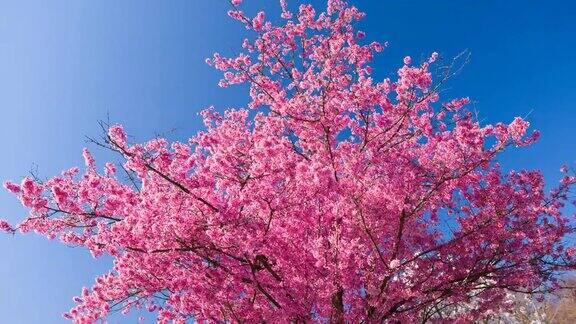 雄伟的粉红色樱花在晴朗的天空背景