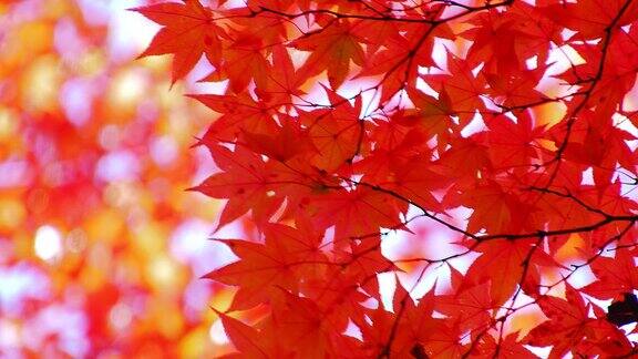 秋天的颜色
