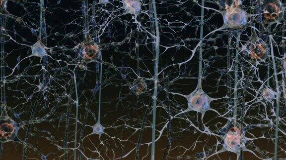 大脑中的神经元