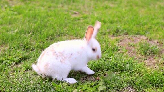 可爱的小兔子在花园里玩耍