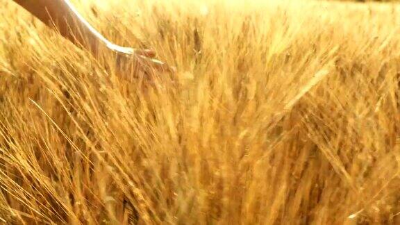 日落时手摸着成熟的麦穗
