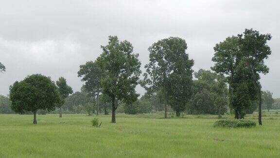 慢动作的雨在稻田农业