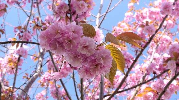 粉红色的樱花在春天开花