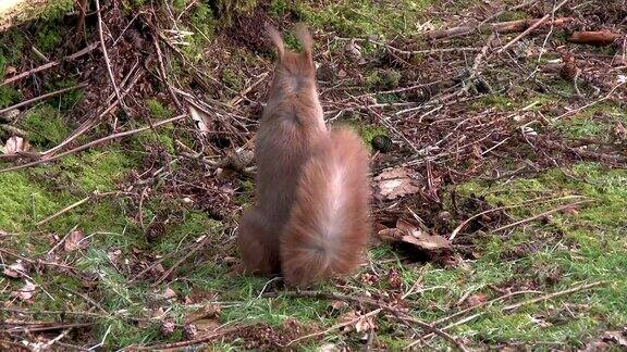 红松鼠在苏格兰森林的空地上寻找食物