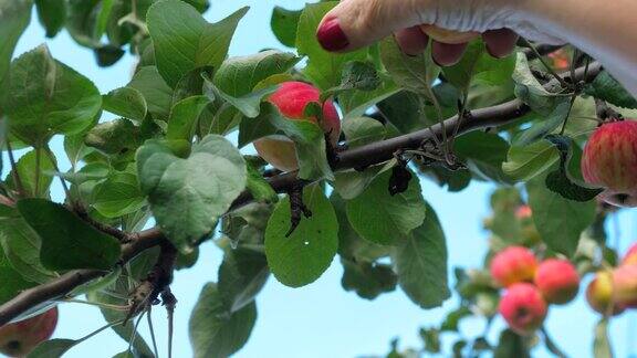 夏天从树上摘红苹果