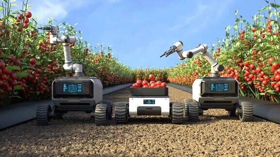 机器人在番茄园里采摘西红柿农业机器人在智能农场工作