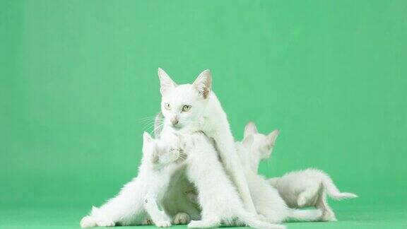 4K白色猫妈妈和她的小猫在绿色屏幕上