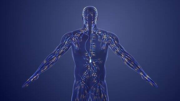 人体淋巴系统三维解剖