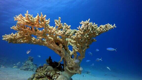 珊瑚园硬珊瑚