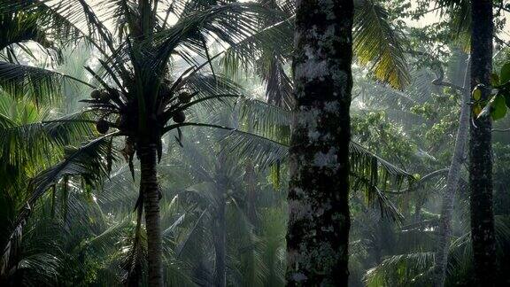 多莉在一场阳光阵雨中拍摄了茂盛的热带丛林