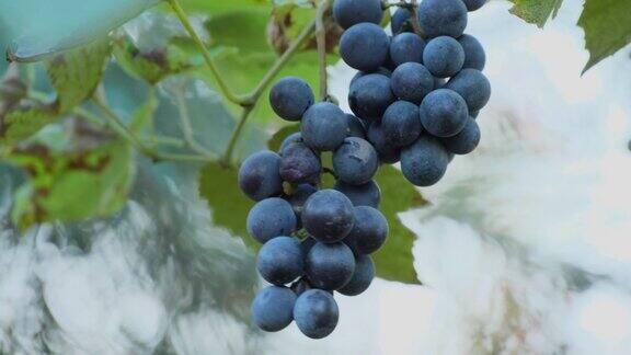 成熟的红葡萄酒葡萄在户外葡萄藤上多汁的一串葡萄葡萄园里柔和温暖的自然光线阳光透过一串成熟的葡萄阳光透过树叶概念酒收获越来越多的有机葡萄