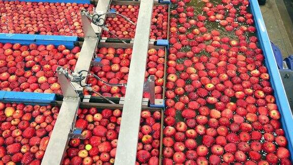 水果包装仓库里的苹果