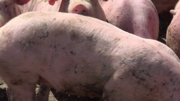 猪饲养户外生物食品