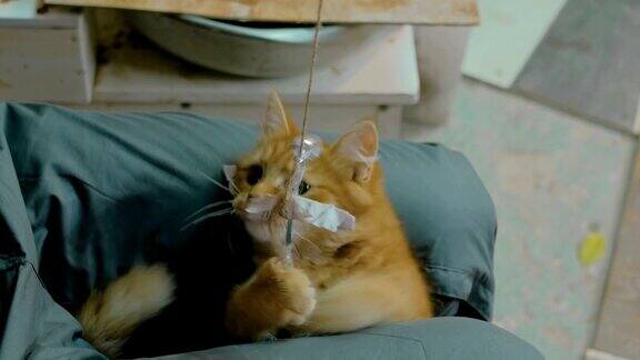 小猫在玩绳子玩具