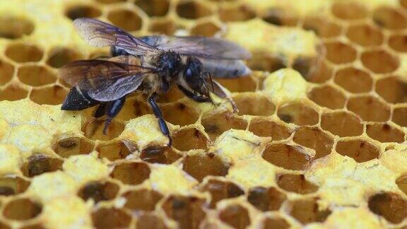 在蜂箱里采蜜的蜜蜂
