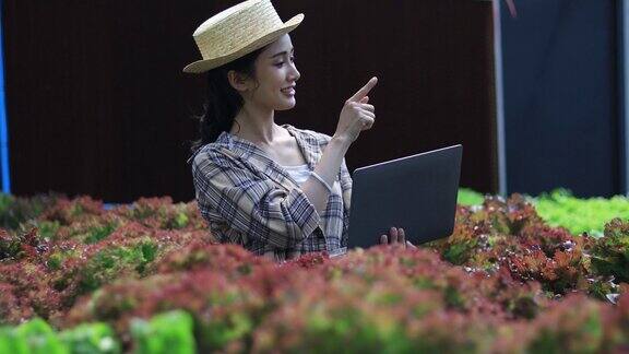 在水培温室中工作的现代女性农民使用笔记本电脑控制温室中的各种系统以促进植物健康生长