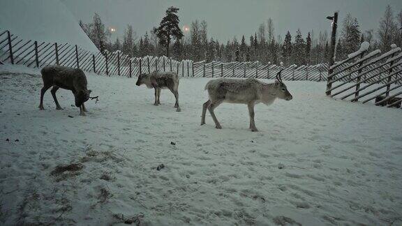 雪地上很棒的驯鹿