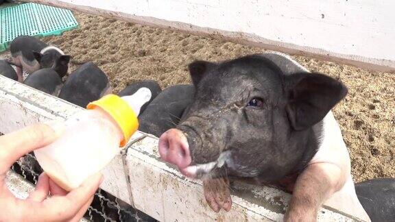 喂养一个小猪