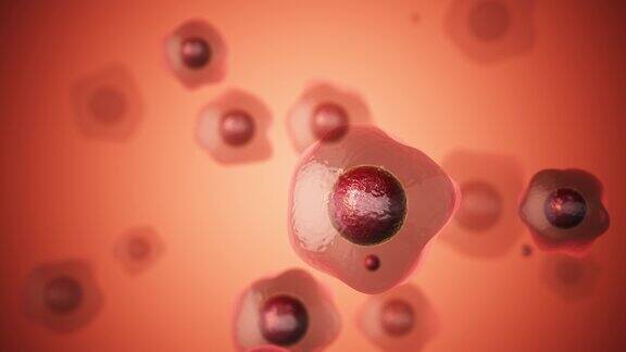 药用胚胎干细胞