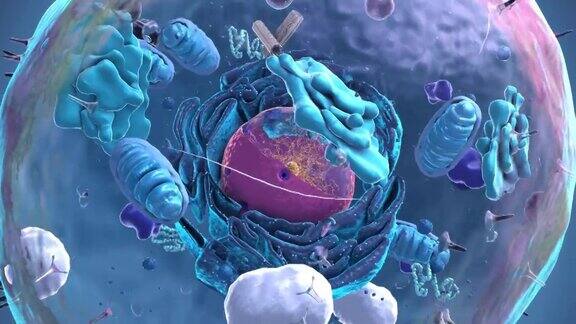 真核细胞、细胞核、细胞器和质膜成分的无缝环-3d插图