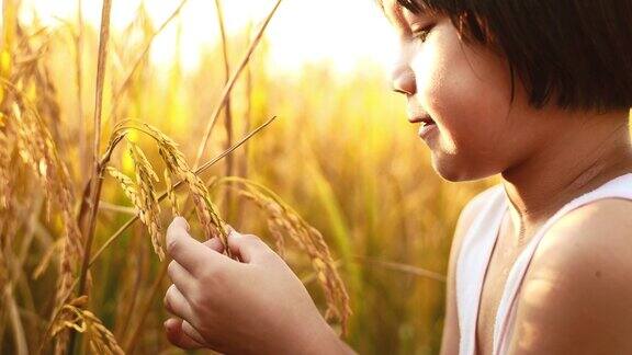 亚洲小女孩用手抚摸着稻田里的稻叶