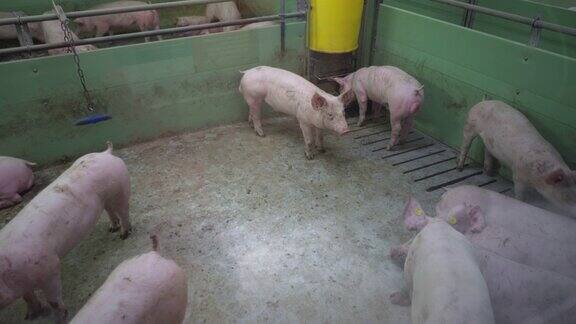 许多猪的养猪场