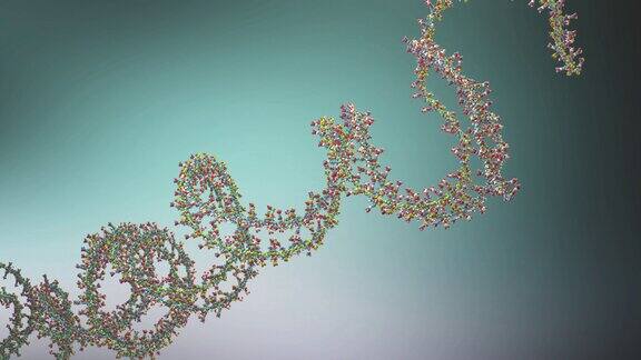 构成脱氧核糖核酸或DNA的核糖核酸链