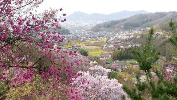 樱花樱花在春天盛开