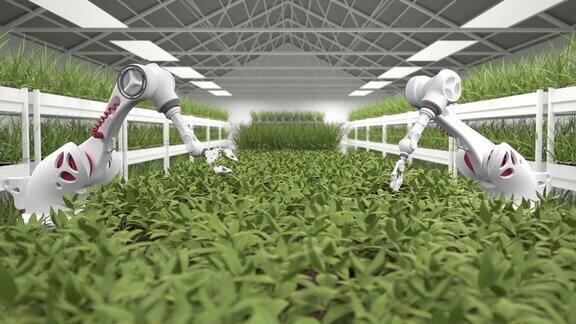 采用先进的机器人进行托盘种植实现自动化种植过程未来的健康饮食农业产业