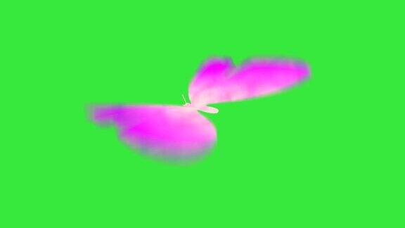 蝴蝶在绿色屏幕背景上飞行(lummamate提供)
