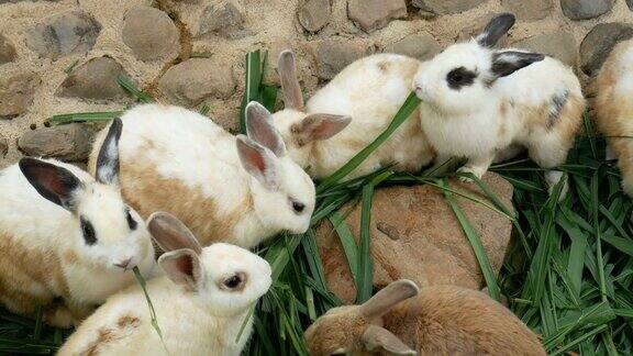 吃草的白兔