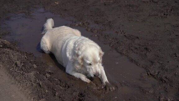 有趣的视频-一只美丽的纯种狗快乐地躺在一个泥泞的水坑里