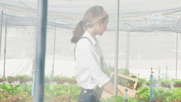 微笑的年轻聪明的农民小企业主带着木坑在温室里水培收获生菜和沙拉蔬菜