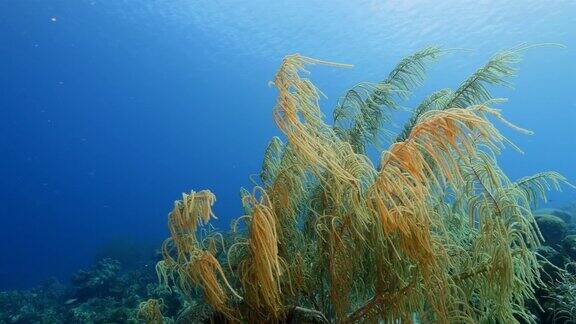 珊瑚礁海景在加勒比海库拉索附近的潜水地点瓦塔穆拉