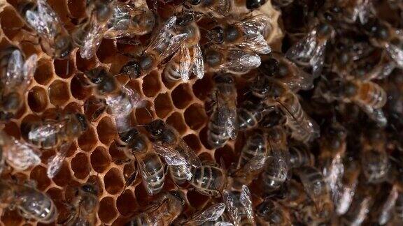 欧洲蜜蜂apismellifera野射线上的蜜蜂跳舞表示觅食区域-诺曼底蜂巢实时4K