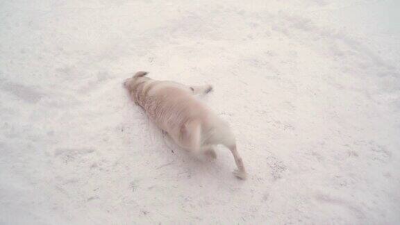狗在雪地上抓脸