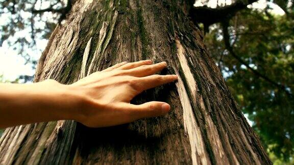手在森林里触摸树干