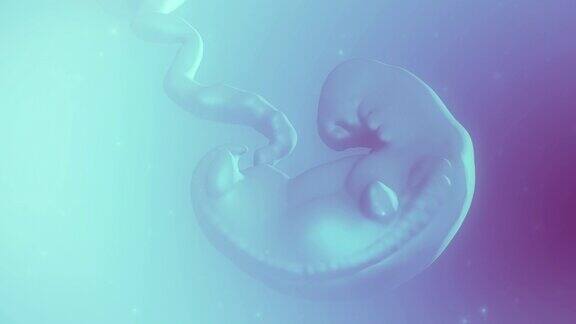 人类胚胎